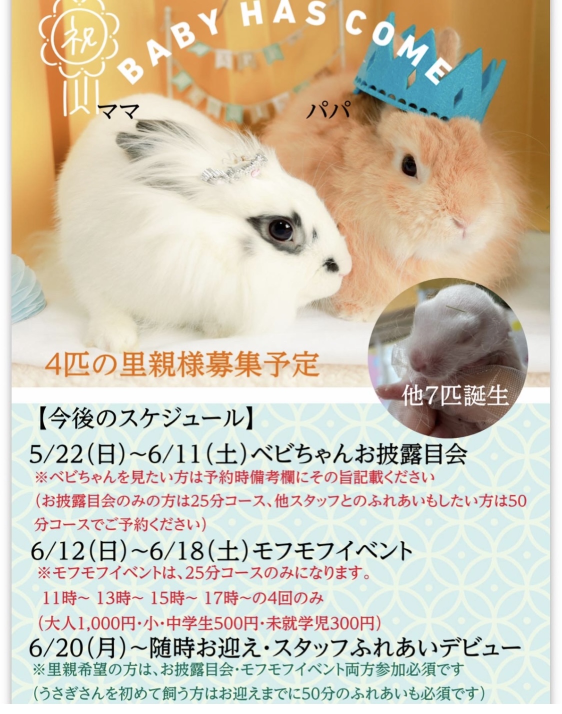 里親募集中！ | うさカフェりび -鹿児島のうさぎカフェ”りび”です-